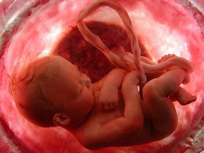 Imagen del documental de National Geographic &#039;En el vientre materno&#039;