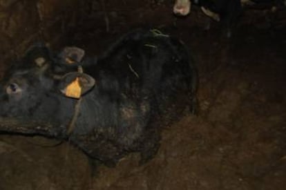 Una de las vacas de la localidad de Boiro antes del rescate.