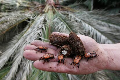 Un viverista muestra ejemplares del picudo rojo en un palmeral infectado de Elche.