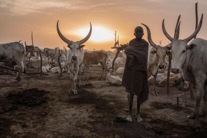 Criança sudanesa da tribo Dinka é fotografada entre as vacas de manhã em seu acampamento em Mingkaman, no estado de Lagos (Sudão do Sul).