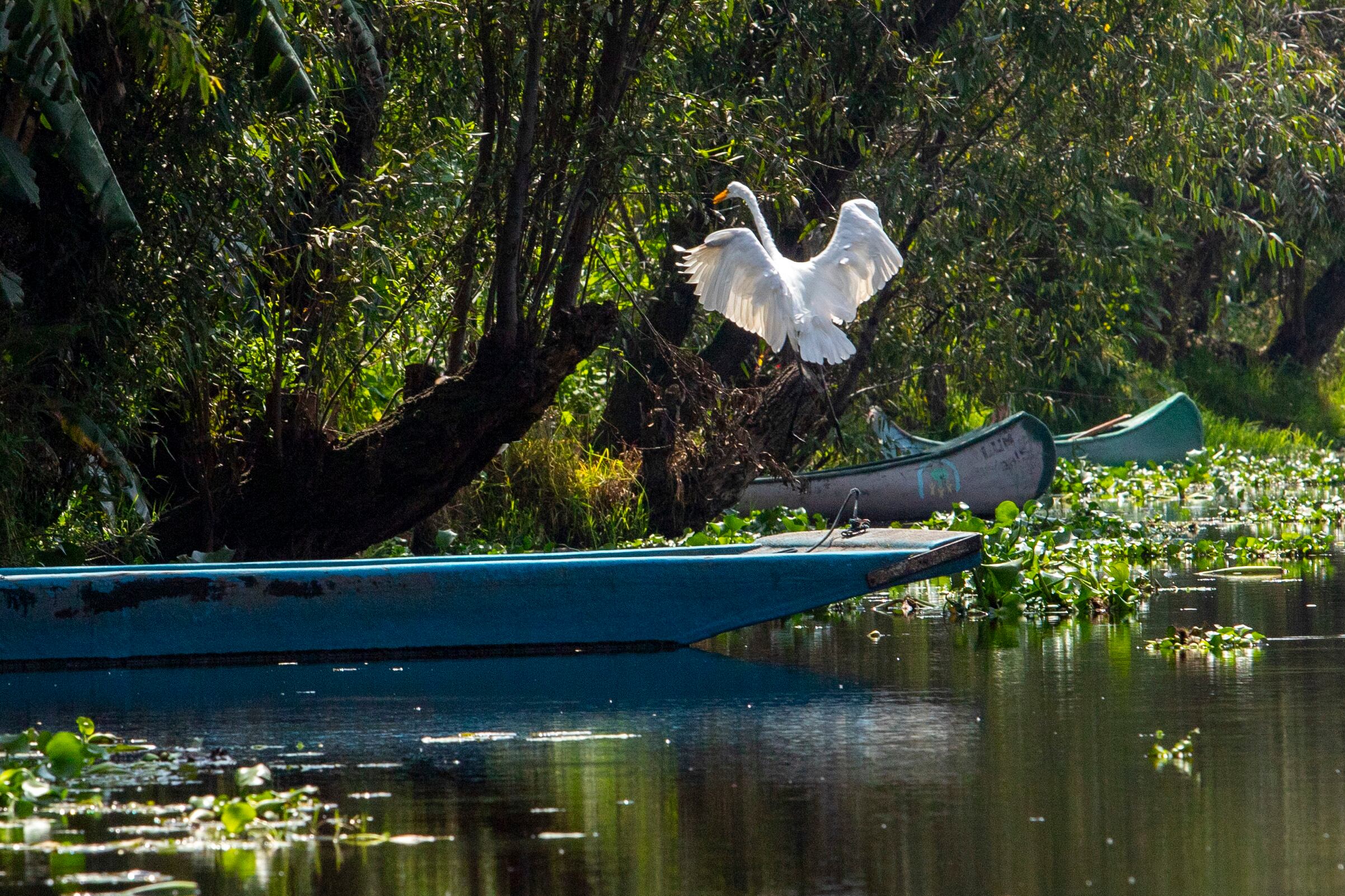 Una garza blanca en Xochimilco, en Ciudad de México, en agosto de 2024.