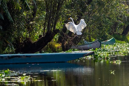 Una garza blanca en Xochimilco, en Ciudad de México, en agosto de 2024.