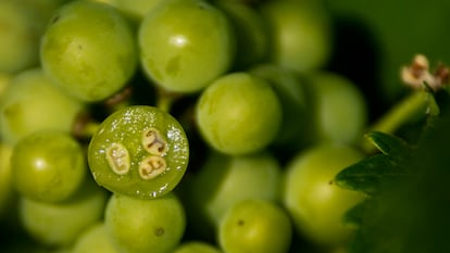 Interior de una uva verde de la que se extrae el jugo con la que se hace el verjus. Imagen proporcionada por Bodegas Ochoa.