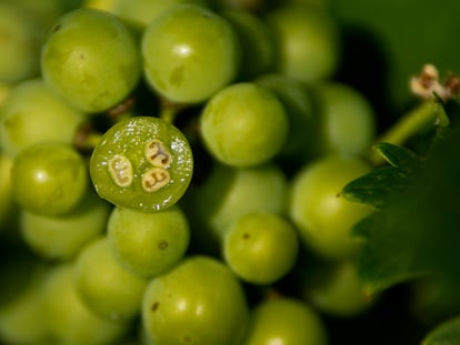 Interior de una uva verde de la que se extrae el jugo con la que se hace el verjus. Imagen proporcionada por Bodegas Ochoa.