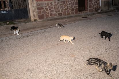 Los gatos salen a la calle al caer la noche por las calles del pueblo.
