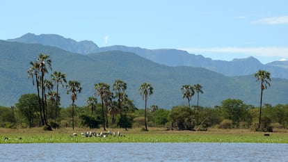 Una bandada de cigüeñas de pico amarillo descansan en una pradera del Parque Nacional de Liwonde (Malaui), una zona próxima al Archipiélago Montano del Sudeste de África
