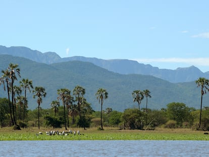 Una bandada de cigüeñas de pico amarillo descansan en una pradera del Parque Nacional de Liwonde (Malaui), una zona próxima al Archipiélago Montano del Sudeste de África