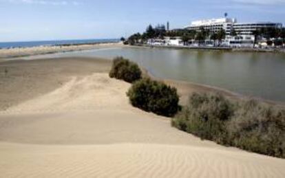 Las dunas de Maspalomas, uno de los iconos de Gran Canaria, por el que pasan cada año millones de turistas, ofrecen refugio en la charca situada en su interior a aves migratorias y se han convertido en uno de los últimos reductos canarios de especies como el chorlitejo patinegro. En la imagen, detalle de la charca protegida dentro del campo de dunas, junto a los hoteles y el faro de Maspalomas.