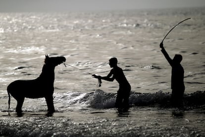 Unos jóvenes palestinos intentan llevar al animal para darse un baño en la costa mediterránea en la ciudad de Gaza.