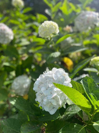 La exquisita hortensia blanca Hydrangea arborescens ‘Annabelle’.