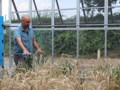 Publicada la secuencia completa del genoma del trigo, un trabajo que ayudará a incrementar la producción sin aumentar las áreas de cultivo