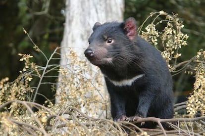 El demonio de Tasmania en su entorno natural en la isla australiana. 