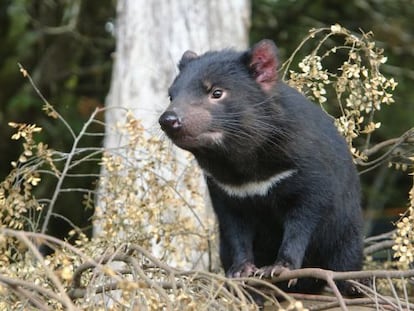 El demonio de Tasmania en su entorno natural en la isla australiana. 