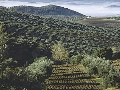 Olivar de Jaén.