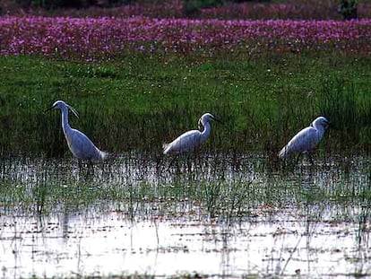 Tres garcetas en una típica charca ganadera de la sierra de San Pedro, donde estas aves suelen alimentarse y anidar.