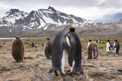 En el Atlántico Sur hay un archipiélago perdido: las islas Georgias del Sur (Reino Unido). Un territorio inhóspito poblado por grandes colonias de pingüino rey —como los dos que parecen abrazarse en la fotografía—, y salpicado de estaciones balleneras abandonadas como Grytviken, donde está enterrado el explorador angloirlandés Ernest Shackleton. Fue protagonista de una de las gestas más emocionantes y solidarias de la exploración polar: la de la goleta Endurance (resistencia), que en diciembre de 1914 zarpó de las islas Georgias del Sur con rumbo a la Antártida, continente que Shackleton pretendía atravesar a pie. No lo consiguió: la travesía fue infernal, aunque finalmente todos los tripulantes sobrevivieron. que emerge del mar como un eslabón montañoso entre los Andes y las cordilleras antárticas. La Endurance zarpó el 5 de el barco quedó atrapado primero, y aplastado después, por los hielos, obligando a un grupo de 23 personas a una infernal travesía por el mar helado que se prolongaría durante 20 meses. Al final consiguieron salvarse todos, una epopeya de la supervivencia y el trabajo en equipo.