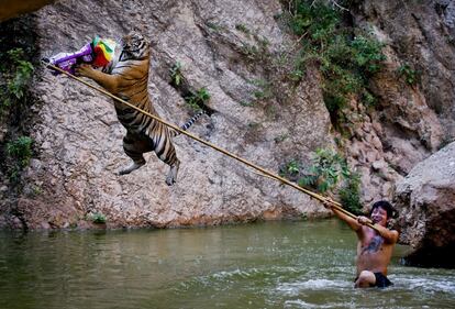 Un entrenador, apodado 'El súper hombre-tigre', juega con un tigre en el Templo del Tigre en la provincia de Kanchanaburi, Tailandia.