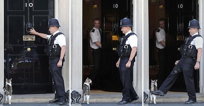 Una serie de imágenes muestra  a 'Larry', el otro habitante de Downing Street, quien entra a la casa del primer ministro británico, David Cameron, antes de que este mantuviese una sesión fotográfica con el presidente de BMW,Norbert Reithofer, Presidente del centro de Londres, el 9 de junio de 2011.