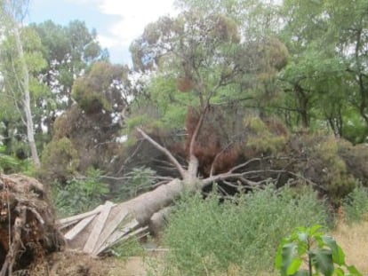 Una imagen del arbolado descuidado en la zona del antiguo zoo de Valencia.