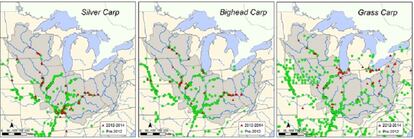 Así progresa la carpa asiática hacia el norte de EE UU y Canadá.