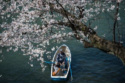 El fenómeno es seguido de cerca cada año y los especialistas publican mapas del archipiélago detallando los períodos de floración en cada región del país. En la imagen, dos personas navegan por el foso Chidorigafuchi de Tokio (Japón) junto a los cerezos en flor, el 25 de marzo de 2018.