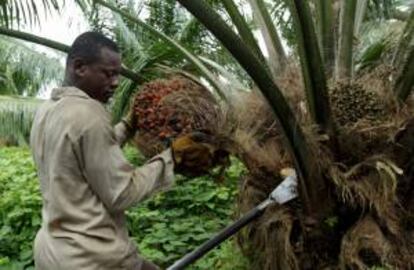 Fotografía del 18 de marzo de 2014 de un trabajador en un cultivo de Palma de Aceite en la localidad colombiana de Tumaco, uno de los epicentros del narcotráfico con más de 5.000 hectáreas de coca, resurgen las plantaciones de palma de aceite tras años de plagas, violencia y una grave crisis económica y social.