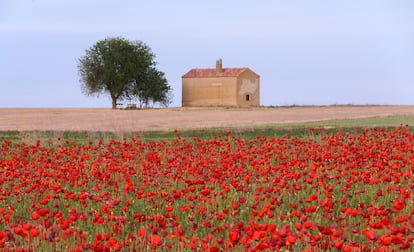 Campo de amapolas en Zamora.