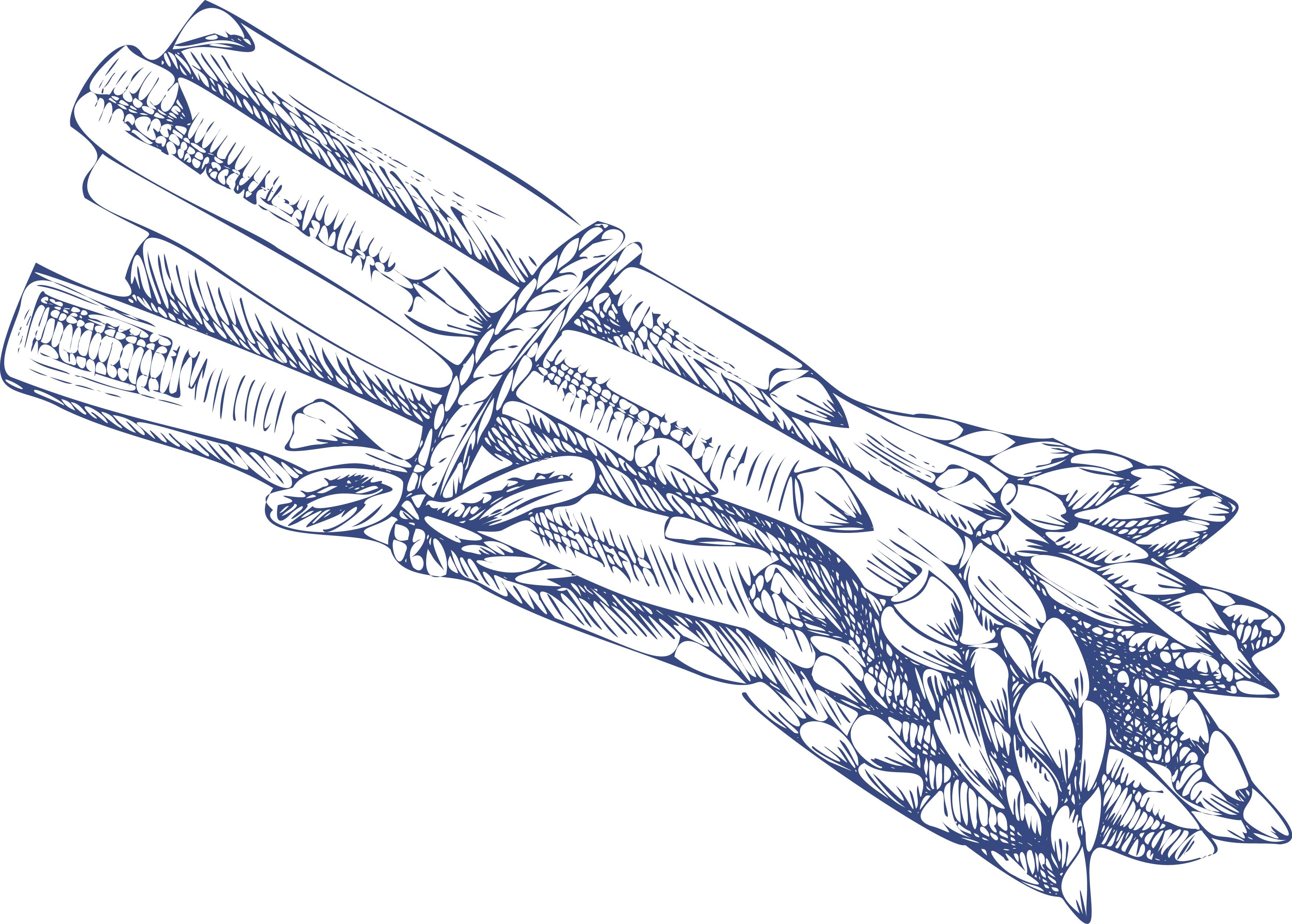 Espárragos ilustrados en El gran libro de Angelita Alfaro