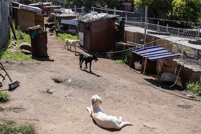 Perros rescatados en el refugio Canino 07.