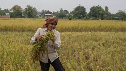 En Camboya, hay dos cultivos de arroz cada a&ntilde;o, uno durante la temporada del monz&oacute;n y otro durante de la estaci&oacute;n seca. 