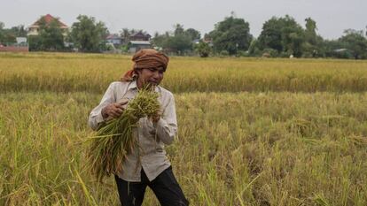 En Camboya, hay dos cultivos de arroz cada año, uno durante la temporada del monzón y otro durante de la estación seca.