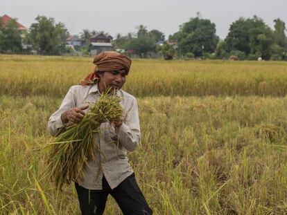 En Camboya, hay dos cultivos de arroz cada a&ntilde;o, uno durante la temporada del monz&oacute;n y otro durante de la estaci&oacute;n seca. 