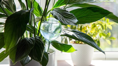 Las bolas de riego son ideales para mantener tus plantas con la humedad adecuada. GETTY IMAGES.