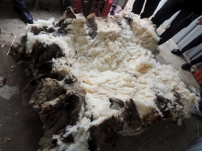 Los 40 kilos de lana de Chris, que hoy ha dejado de ser la oveja con más lana del mundo.
