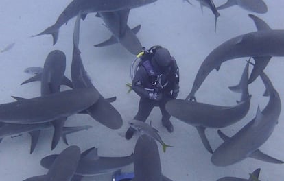 Karlos Simón, en el transcurso de una de las inmersiones junto a tiburones coralinos.