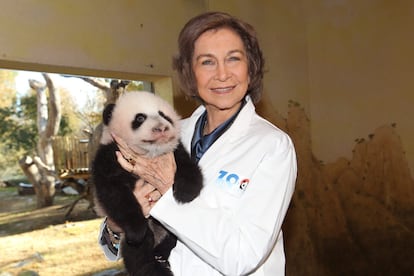 La reina Sofía y los pandas. A la reina Sofía le gustan los animales y a lo largo de los años se ha involucrado en numerosas actividades en favor de sus derechos. En palacio siempre tuvo perros pero sin duda uno de los animales predilectos para la emérita son los osos panda desde que en 1978, en su viaje oficial a China, los reyes Juan Carlos y Sofía fueron obsequiados con dos ejemplares. Shao Shao y Chang Changpasaron al cuidado del Zoológico de Madrid, convirtiéndose en los primeros pandas de la capital, y desde entonces la reina se ha interesado por estos animales en el zoo.