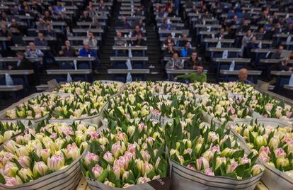 El 90% del comercio de flores de Holanda pasa por alguno de los almacenes de FloraHolland. En la imagen, compradores durante la subasta en el almacén de Rijnsburg (Holanda).