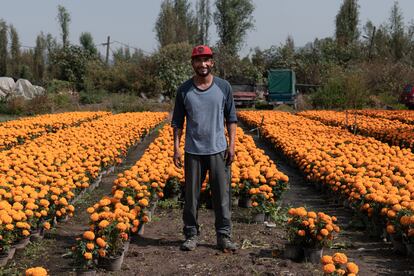 Luis Pérez, posa frente a su campo de cultivo de flor de cempasúchil (variedad Marygold) ubicado en San Luis Tlaxialtemalco, la zona agroturística de Xochimilco.