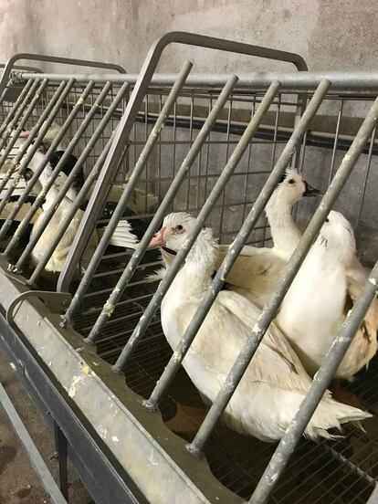 Varios patos enjaulados en la granja francesa La Ferme Turnac.