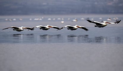 Una bandada pelícanos vuelan raso sobre el lago Doiran en Djordan, en la antigua república yugoslava de Macedonia.