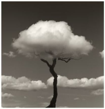 Fotograf&iacute;a del esqueleto de un &aacute;rbol usando una nube como ramas