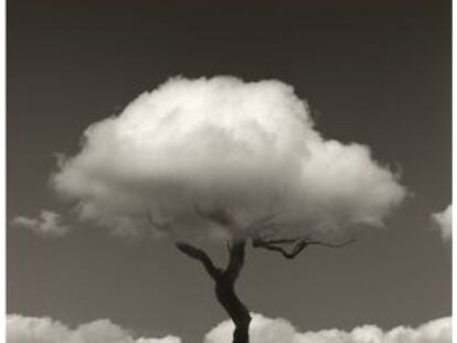 Fotograf&iacute;a del esqueleto de un &aacute;rbol usando una nube como ramas