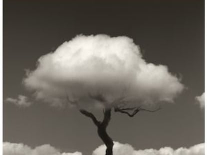 Fotografía del esqueleto de un árbol usando una nube como ramas