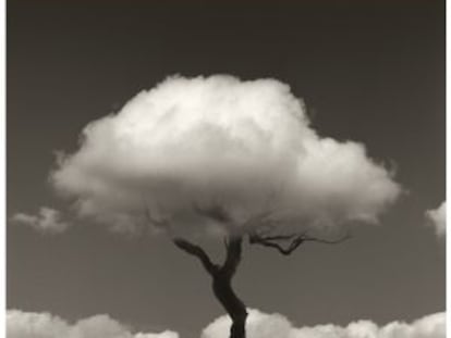 Fotograf&iacute;a del esqueleto de un &aacute;rbol usando una nube como ramas