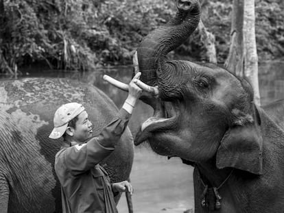 Pedagogía animal en la industria turística de Laos