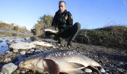 El vertido contaminante en el río Besòs provocó la muerte de centenares de peces.