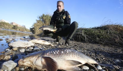 El vertido contaminante en el río Besòs provocó la muerte de centenares de peces.