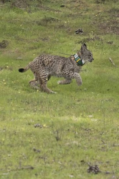 'Pepa', una lince (nacida en el centro de cría La Olivilla, en Jaén) soltada en Doñana el pasado mes de marzo.