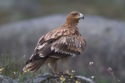 Ejemplar de &aacute;guila imperial ib&eacute;rica