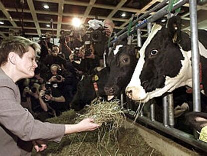 Renate Künast, ministra alemana de Agricultura, alimenta a una vaca en una feria de ganado en Berlín.